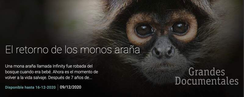 RTVE Grandes Documentales El Retorno de los monos arana Ateles Films