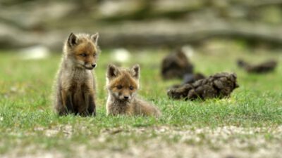 Ateles Films Fox Cubs 800px