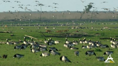 AtelesFilms-Fox-004-FOX - ©Ateles Films - Spring - Fox den in between barnacle geese flock CC