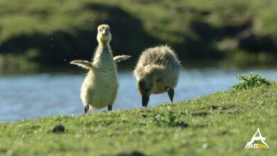 AtelesFilms-Fox-005-Fox - ©Ateles Films - Spring - Goslings CC