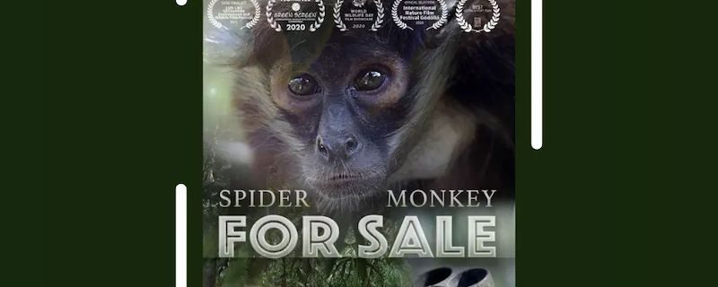 Latest News – Ateles Films – a wildlife film production company