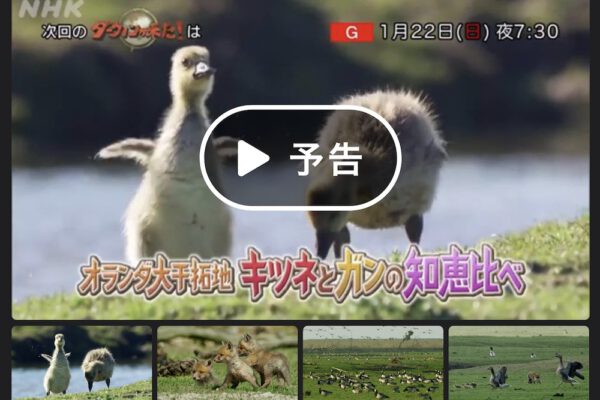 NHK Darwin Ateles Films Fox Geese