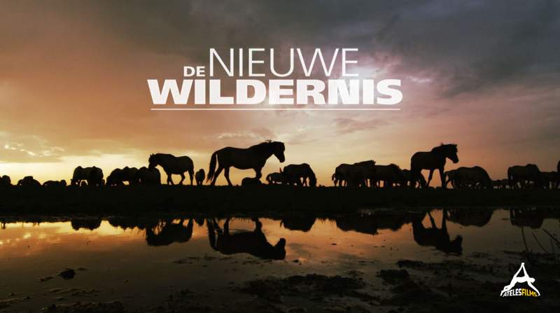 De Nieuwe Wildernis Konik Horses Michael Sanderson Ateles Films w logo