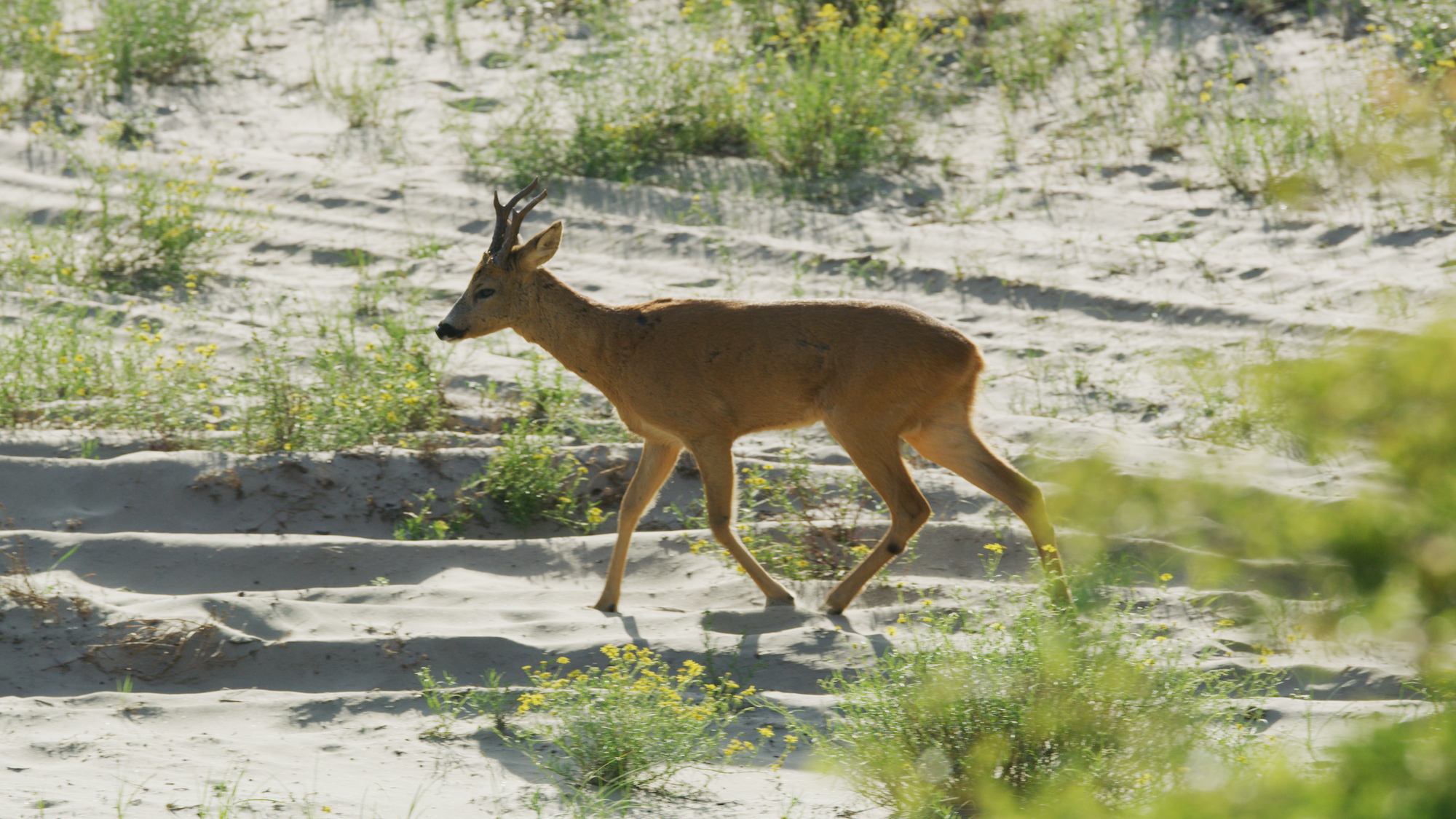 005-WILDDUNES-Adult-Roe-Deer-walking-on-sand-lowres