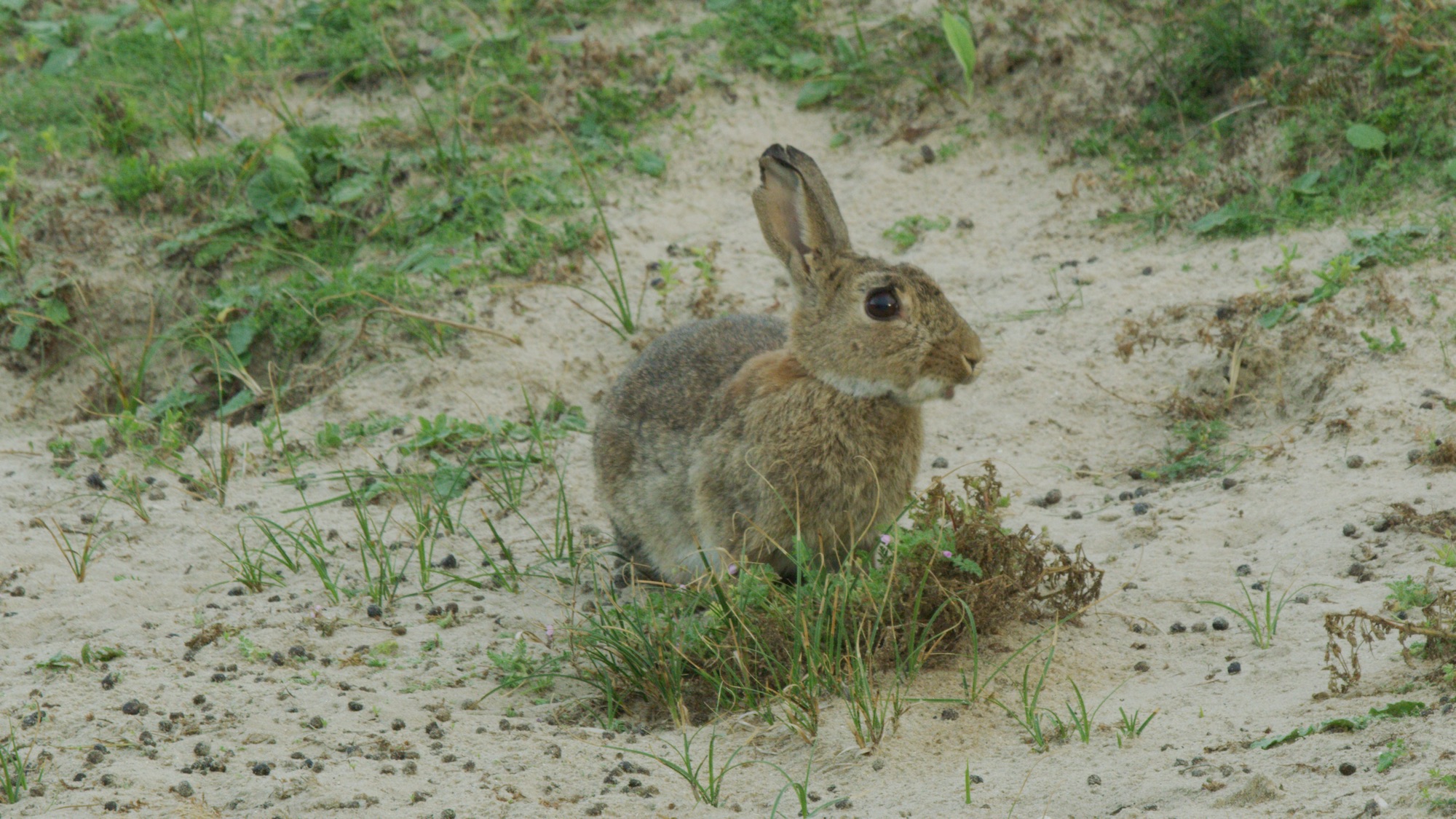 006-WILDDUNES-Rabbit-eating-in-the-Dunes-lowres