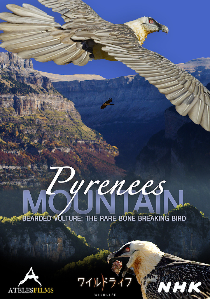 Pyrenees Mountain Bearded Vulture NHK